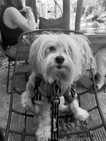 Rachy, a small scruffy dog in a striped hoodie, sitting on a patio chair, in black and white